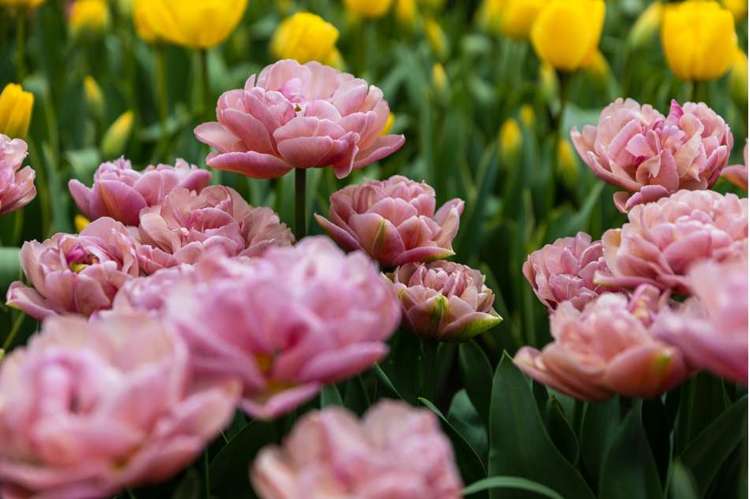 Tulpan Beachberry' (Storköp) – 80 lökar